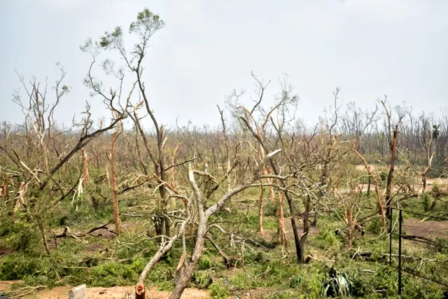 ଫୋନିରେ ଲୋପପ୍ରାୟ ସବୁଜିମାକୁ ପୁନରୁଦ୍ଧାର ପ୍ରୟାସ : ବଞ୍ଚିବା ସମ୍ଭାବନା ଥିବା ଉପୁଡ଼ା ଗଛଗୁଡ଼ିକୁ ପୁନଃରୋପଣ ଯୋଜନା,ଏବର୍ଷ ୧ କୋଟି ୩୦ ଲକ୍ଷ ଚାରା ରୋପଣ ଲକ୍ଷ୍ୟ