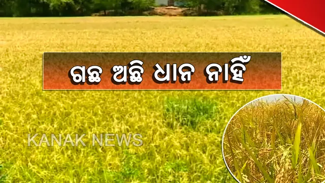 ଫସଲ ଉଜାଡି ଦେଲା କୁଆପଥର ବର୍ଷା : କୋରାପୁଟର ବୈପାରୀଗୁଡା ଓ ଜୟପୁର ବ୍ଲକର ହଜାର ହଜାର ଏକର ଜମିର ପାଚିଲା ଧାନ ହେଲା ନଷ୍ଟ