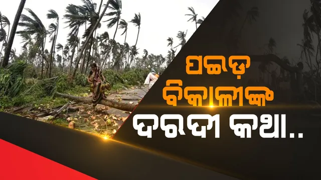 ପଇଡ଼ ବିକାଳୀଙ୍କ ଦରଦୀ କଥା: ଏ ଗଛ ଆମ ପେଟକୁ ଦାନା ଦେଉଥିଲା, ନିଆଁ ଲଗା ବାତ୍ୟା ନଡ଼ିଆ ଗଛ ସବୁ ଭାଙ୍ଗି ଦେଲାନି ଯେ, ଆମ ପୋଷିଲା ପୁଅକୁ ଛଡ଼େଇନେଲା