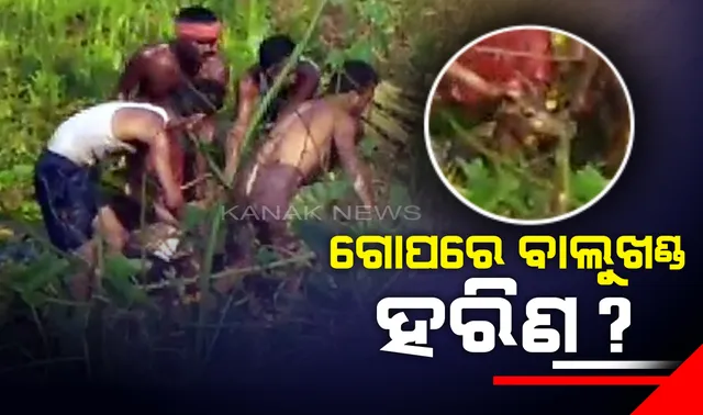 ଗୋପ ଛଇତନା ନିକଟ ଏକ ପୋଖରୀରୁ ୩ହରିଣ ଉଦ୍ଧାର । କୋଣାର୍କ-ବାଲୁଖଣ୍ଡ ଅଭୟାରଣ୍ୟରୁ ଖାଦ୍ୟ ଓ ପାଣି ଅନ୍ୱେଷଣରେ ଚାଲି ଆସିଥିବା ଅନୁମାନ ।