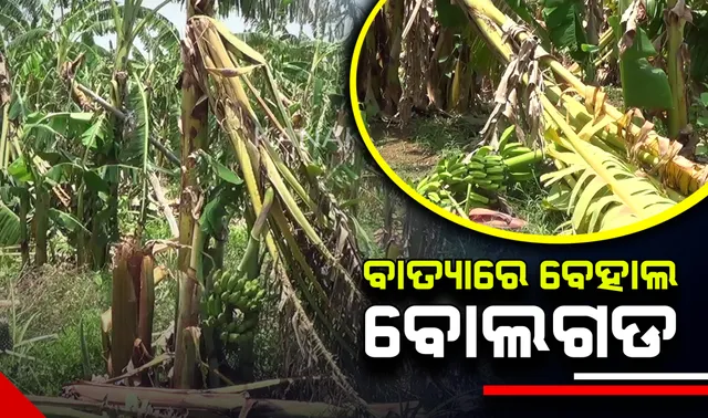 ବାତ୍ୟା ପରେ ବେହାଲ ଖୋର୍ଦ୍ଧା ବୋଲଗଡ । ଉଜୁଡିଗଲା କଦଳୀଚାଷ, ମାଟିରେ ଶୋଇରହିଛି ଶତାଧିକ ଗଛ