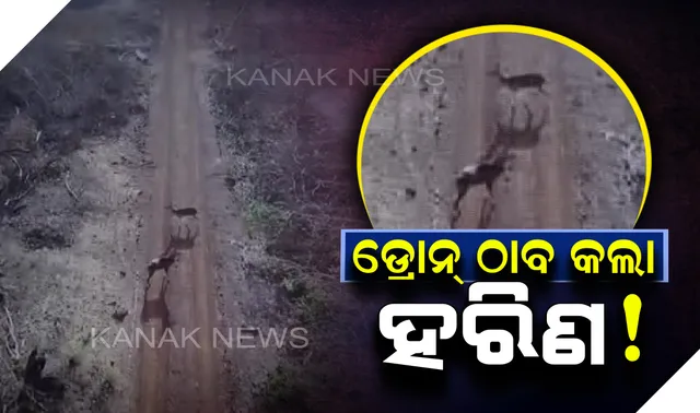 ସରିଲା ଲୁଚକାଳି ଖେଳ : ପରିଶେଷରେ ବାଲୁଖଣ୍ଡରେ ହରିଣଙ୍କ ଠିକଣା ଠାବ କଲା ଡ୍ରୋନ୍