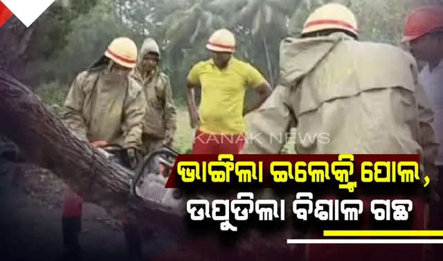 ଜଗତସିଂହପୁରରେ ଫୋନି କରୁଛି ତାଣ୍ଡବ ! ଭାଙ୍ଗିଲା ବିଦ୍ୟୁତ ଖୁଣ୍ଟ, ଉପୁଡି ପଡିଲା ବଡ ବଡ ଗଛ