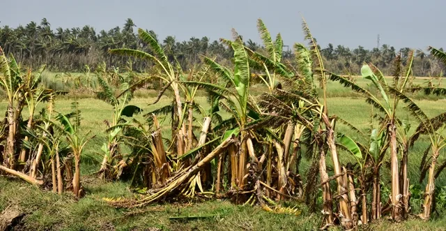 ବାତ୍ୟାରେ ନଷ୍ଟ ହୋଇଯାଇଛି କଦଳୀଗଛ ! ମହାପ୍ରସାଦ ଖାଇବା ପାଇଁ ଅସୁବିଧାର ସମ୍ମୁଖୀନ ହେଉଛନ୍ତି ଭକ୍ତ