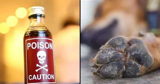 ସୀମା ଟପିଲା ଅମାନବିକତା ! କୁକୁର ଭୁକିବାରେ ଅତିଷ୍ଠ ହୋଇ ୧୮ ଜଣ କୁକୁରଙ୍କୁ ବିଷ ଦେଇ ମାରିଦେଲେ ଧିବର । 