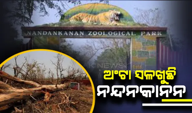 ବାତ୍ୟା ପରେ ଅଂଟା ସଳଖୁଛି ନନ୍ଦନକାନନ ପ୍ରାଣୀ ଉଦ୍ୟାନ : ଆସନ୍ତା ୩୦  ସୁଦ୍ଧା ଖୋଲିବନି ଚିଡିଆଖାନା, ଜୋରସୋରରେ ଚାଲିଛି ପୁନରୁଦ୍ଧାର କାମ