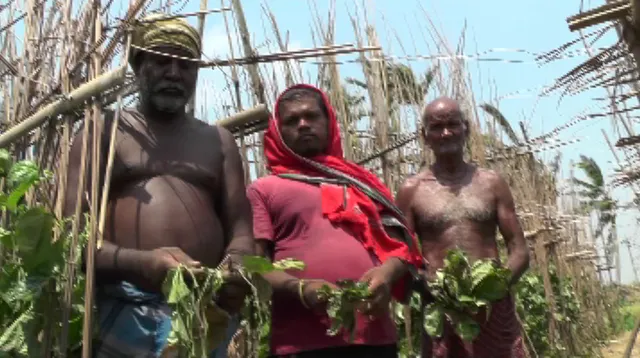 ନିଆଳି ପାନ ଉପରେ ଫୋନିର ମାଡ । ମାଟିରେ ମିଶି ଯାଇଛି ବରଜ, ବାହାରି ପାରୁନି ପାନର କଢ଼ି ଓ ଡେମ୍ଫ