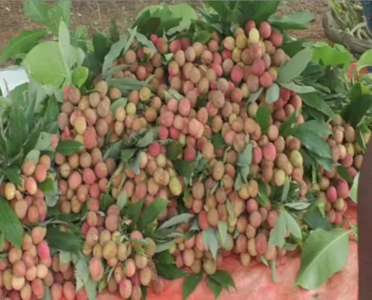 କୁଚିଣ୍ଡା ବଡ଼ବାହାଲ ଗାଁରେ ଯୁଆଡ଼େ ଦେଖିବ ଲିଚୁ ଗଛ : ପେନ୍ଥା ପେନ୍ଥା ଲାଲ୍ ଲାଲ୍ ଲିଚୁରେ ଭର୍ତ୍ତି, ଚଳିତ ବର୍ଷ ବେପାର ଭଲ ଜମିବ ବୋଲି ଗ୍ରାମବାସୀ ଆଶାବାଦୀ