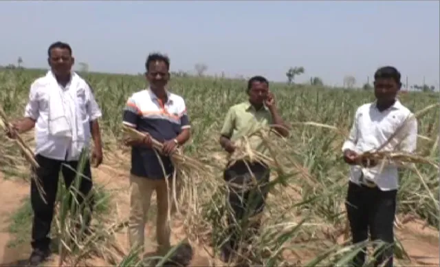 ଫୋନି ମାଡରେ ଉଜୁଡି ଯାଇଛି ହଜାର ହଜାର ହେକ୍ଟରର ଆଖୁ ଚାଷ : ଜିଲ୍ଲାର ୩ ବ୍ଲକରେ ଚାଷୀ ବିଶେଷ ଭାବେ କ୍ଷତିଗ୍ରସ୍ତ, ଏଯାଏଁ କ୍ଷତି ଆକଳନ ପାଇଁ ଆସିନି ପ୍ରଶାସନ