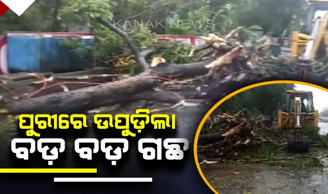 ପୁରୀରେ ବାତ୍ୟା ପ୍ରଭାବରେ ଉପୁଡ଼ି ପଡ଼ିଲା ବଡ଼ ବଡ଼ ଗଛ : ଶ୍ରୀକ୍ଷେତ୍ରରେ ଘଂଟା ପ୍ରତି ୧୭୪ କିମି ବେଗରେ ବହୁଛି ପବନ