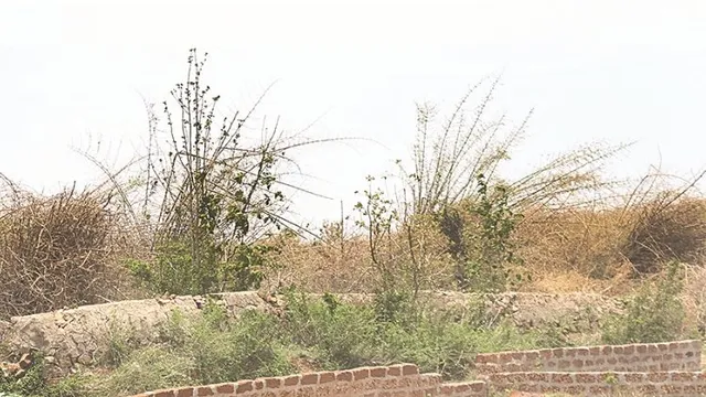 ବାତ୍ୟା ‘ଫୋନି’ରେ ନଷ୍ଟ ହୋଇଗଲା ଚନ୍ଦକା ବାଉଁଶ : ପ୍ରାକୃତିକ ଶୋଭାଭରା ସବୁଜିମା ଏବେ ଧୂସରିଆ, ବାଉଁଶ ବଣରେ ଅଗ୍ନିକାଣ୍ଡ ଆଶଙ୍କା