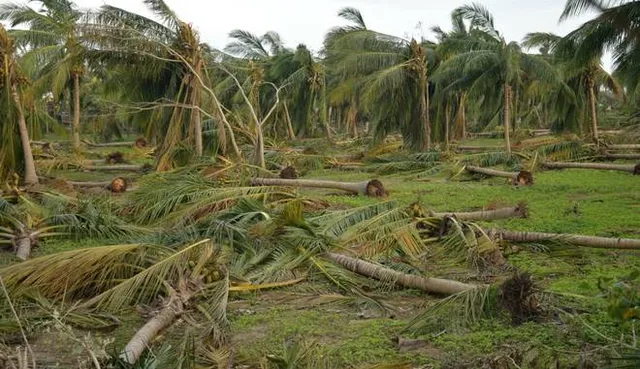 ସାତସପନ ପାଲଟିଛି ସାକ୍ଷୀଗୋପାଳ ନଡିଆ । ଚାଷୀ ମୁଣ୍ଡରେ ଚଡକ, ପାଣିରେ ଲୋଟିଛି ଧାନ, ବିରି, ମୁଗ, କଦଳୀ ।