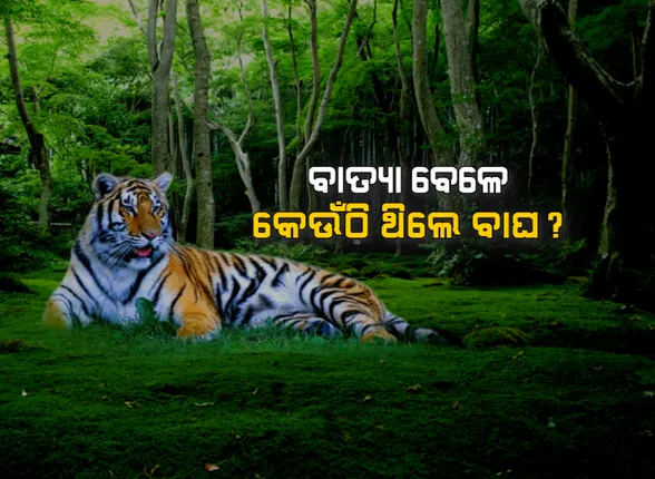 ଫୋନିର ବାତ୍ୟାକୁ ବାରି ପାରିଥିଲେ କି ନନ୍ଦନକାନନର ବାଘ ବଂଶ ? କେମିତି ଥିଲା ଜଙ୍ଗଲୀ ଜନ୍ତୁଙ୍କ ଆଚରଣ ?