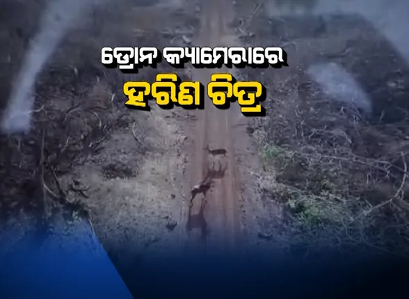 ଆକାଶ ମାର୍ଗରୁ ବାଲୁଖଣ୍ଡରେ ହରିଣ ଠାବ କରିବାକୁ ପ୍ରୟାସ : ଅଭୟାରଣ୍ୟରେ ଉଡିଲା ଡ୍ରୋନ, କିଛି ହରିଣଙ୍କ ଛବି ଉତ୍ତୋଳନ କଲା ଡ୍ରୋନ କ୍ୟାମେରା