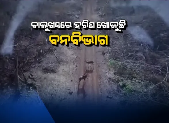 ଆକାଶମାର୍ଗରୁ ହରିଣ ଠାବ କରିବାକୁ ପ୍ରୟାସ: ବାଲୁଖଣ୍ଡ ପରେ କୋଣାର୍କ ଗୋଲରା ଜଙ୍ଗଲରେ ଉଡିଲା ଡ୍ରୋନ କ୍ୟାମେରା