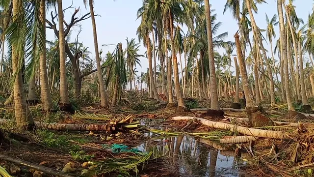 ଫୋନି ବଦଳାଇ ଦେଇଛି ପିପିଲିର ଚିତ୍ର ! ଭାଙ୍ଗିଯାଇଛି ଶତାଧିକ ନଡିଆ ଗଛ, ଉଜୁଡା ଫସଲକୁ ଦେଖି ଚିନ୍ତାରେ ଚାଷୀ