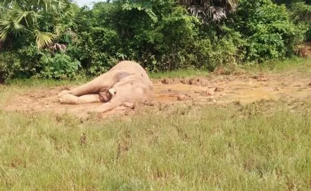 ୧୦ ଦିନ ପରେ କେନ୍ଦୁଝରରେ ଅସୁସ୍ଥ ମାଈ ହାତୀ ମୃତ୍ୟୁ । ଶିମିଳିପାଳ ଓ ନନ୍ଦନକାନନରୁ ଯାଇଥିବା ବିଶେଷଜ୍ଞ ଜାଣିପାରିଲେନି ରୋଗ