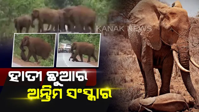 ଛୁଆର ମୃତ୍ୟୁ ପରେ ଅନ୍ତିମ ସଂସ୍କାର କଲେ ହାତୀ ପଲ, ଭିଡିଓ ଦେଖି ଭାବୁକ ହେଲେ ୟୁଜର୍ସ