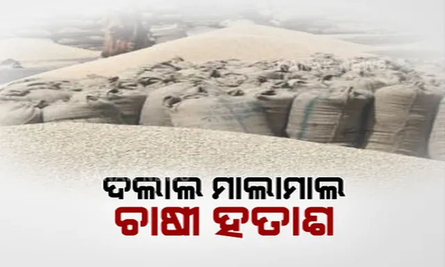 ପଦ୍ମପୁର ଧାନ ଉପରେ ଆନ୍ଧ୍ର ବେପାରୀଙ୍କ ନଜର : ମଣ୍ଡିରେ ଅନିୟମିତତା ଯୋଗୁଁ ଗାଁ ଦାଣ୍ଡରୁ ଶାଗମାଛ ଦରରେ ଧାନ କିଣି ନେଉଛି ଦଲାଲ, କ୍ଷତି ସହୁଛି ଚାଷୀ