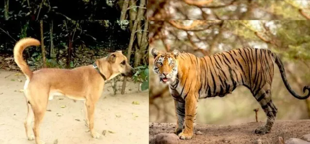 ମାଲିକ ଉପରେ ବାଘ କଲା ଆକ୍ରମଣ, ବାଘ ସହ ଲଢ଼େଇ କରି ନିଜ ମାଲିକର ଜୀବନ ବଂଚାଇଲା କୁକୁର