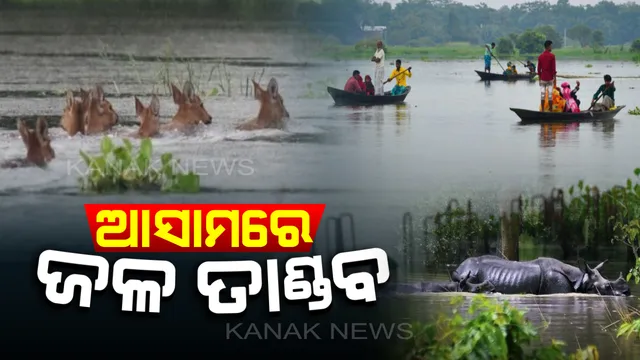 ଆସାମରେ ଜଳ ପ୍ରଳୟ : ହଜାର ହଜାର ଲୋକ ପାଣି ଘେରରେ,କାଜିରଙ୍ଗା ଜାତୀୟ ଉଦ୍ୟାନରେ ଭାସୁଛନ୍ତି ପଶୁ