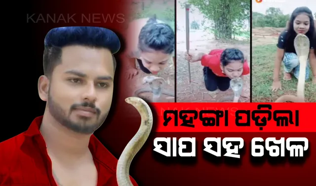 ବିଷଧର ସାପ ସହ ଖେଳ କରି ଫସିଗଲେ ଯୁବକ, ଅଟକ ରଖି ପଚରାଉଚୁରା କରୁଛି ବନବିଭାଗ ।