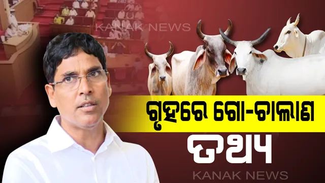 ଗୋରୁ ଚାଲାଣର ଗହନ କଥା ! ୩ବର୍ଷରେ ରାଜ୍ୟ ବାହାରକୁ ଚୋରା ଚାଲାଣ ହୋଇଛି ୨୭୮ଟି ଗାଈଗୋରୁ