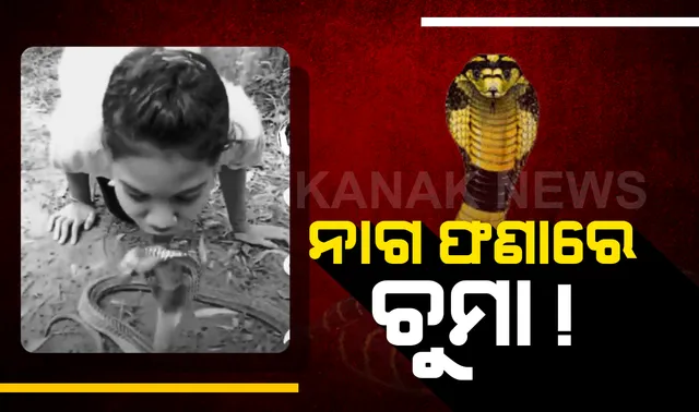 ଟଙ୍କା ରୋଜଗାର ପାଇଁ ନାଗ ସାପକୁ ଚୁମା, ସୋସିଆଲ ମିଡ଼ିଆରେ ଭିଡ଼ିଓ ଭାଇରାଲ ।ଦେଖନ୍ତୁ ଭିଡ଼ିଓ