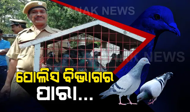 ଇଣ୍ଟରନେଟ ଯୁଗରେ ମଧ୍ୟ ବନ୍ଦ ହେବନି ଓଡ଼ିଶା ପୋଲିସର ପାରା ଡାକ ସେବା । ପ୍ରତିଶୃତି ଦେଲେ ସରକାର, ଜାଣନ୍ତୁ ବିଶ୍ୱର ଏକମାତ୍ର ପାରା ଡାକସେବା ବିଷୟରେ କିଛି ।