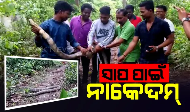 ୫ ଘଣ୍ଟାର ପରିଶ୍ରମ ପରେ ଗଛରୁ ଉଦ୍ଧାର ହେଲା ୧୨ଫୁଟର ଅହିରାଜ । ରାସ୍ତା ପାର ହେବାବେଳେ ଗାଡି ଶବ୍ଦ ଶୁଣି ଗଛରେ ଚଢ଼ିଯାଇଥିଲା ସାପ