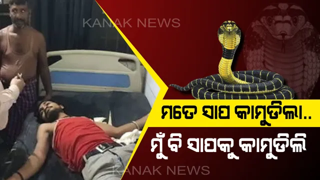 ମଦ ନିଶାରେ ଥିବା ଯୁବକଙ୍କୁ କାମୁଡିଲା ସାପ ! ରାଗିଗଲେ ଯୁବକ, ଦାନ୍ତରେ କାମୁଡି ସାପକୁ କରିଦେଲେ ଚାରିଖଣ୍ଡ ।