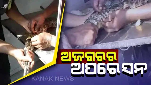 ବରଗଡ ଅଂଚଳରେ ଆଡିବନ୍ଧ ପାଇପରେ ଫଶିଗଲା ଅଜଗର! ଉଦ୍ଧାର ବେଳେ ଆହତ, ଅସ୍ତ୍ରୋପଚାର ପରେ ଛଡାଗଲା ଜଙ୍ଗଲରେ