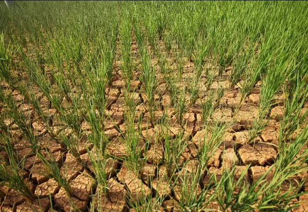 ଶ୍ରାବଣ ମାସରେ ମାଟି ଶୁଖିଲା : ୨୫ ଜିଲ୍ଲାରେ ନିଅଣ୍ଟିଆ ବର୍ଷା, ଚାଷୀ ମୁଣ୍ଡରେ ଚଡ଼କ