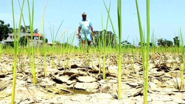 ସାରା ରାଜ୍ୟରେ ଉତ୍କଟ ଜଳସଙ୍କଟ : ବର୍ଷା ଅଭାବରୁ ଜମି ଫାଟି ଆଁ କଲାଣି, ହୀରାକୁଦ ଜଳଭଣ୍ଡାରରୁ ବିଦ୍ୟୁତ ଉତ୍ପାଦନ ବନ୍ଦ
