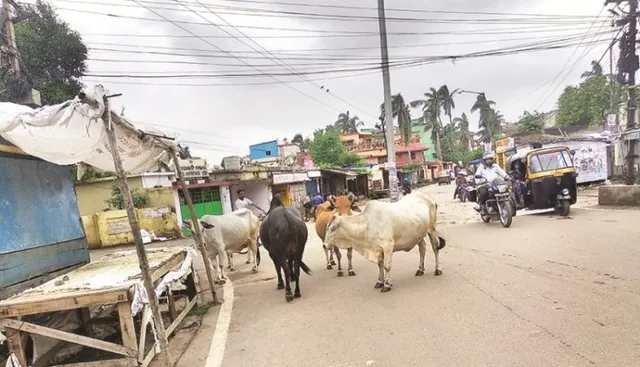 ରାଜଧାନୀରେ ନୋଳିକରଣ ଯୋଜନା ଫେଲ : ରାସ୍ତା ବଢ଼ିବାରେ ଲାଗିଛି ଗୋରୁ ଉତ୍ପାତ