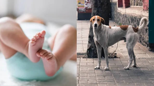 ଫିଙ୍ଗିଦେଲା ମା’, ନୂଆ ଜୀବନ ଦେଲା କୁକୁର ।