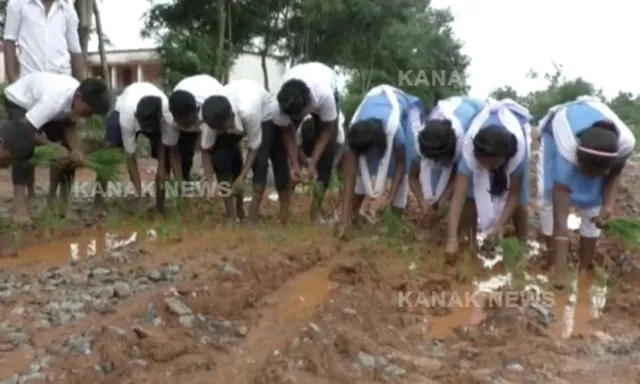 ପ୍ରତିବାଦର ନିଆରା ଚିତ୍ର । ରାସ୍ତା ନିର୍ମାଣ ପାଇଁ ବର୍ଷ ବର୍ଷ ଧରି ଶୁଣିଲାନି ପ୍ରଶାସନ, ଶେଷରେ କାଦୁଅ ରାସ୍ତାରେ ଧାନ ରୋଇଲେ ଛାତ୍ରଛାତ୍ରୀ ।