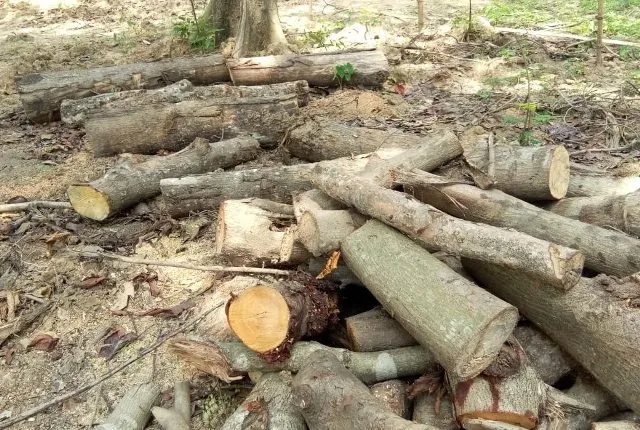 ସଫେଇ ନାଁରେ ବଳିପଡ଼ିଲା ୫୦ରୁ ଉର୍ଦ୍ଧ୍ୱ ମୂଲ୍ୟବାନ ଗଛ : ଜଳସେଚନ କାର୍ଯ୍ୟା‌ଳୟକୁ ଅନୁମତି ଦେଲେ କିଏ?