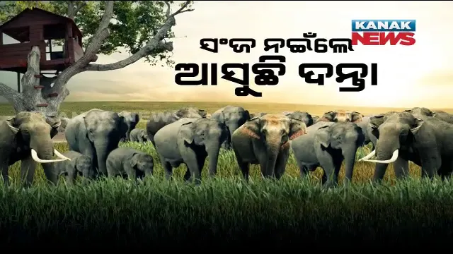 ଦନ୍ତାହାତୀର ଦାଦାଗିରି । ସଞ୍ଜ ନଇଁଲେ ଜଙ୍ଗଲ ଛାଡି ଗାଁ ମୁହାଁ ହାତୀପଲ, ଦଳି ଦେଉଛନ୍ତି ଘରଦ୍ୱାର, ଧନ ଜୀବନ । ଭୟରେ ମଞ୍ଚା ଉପରେ ଜୀବନ ଜିଉଁଛି ମଣିଷ ।