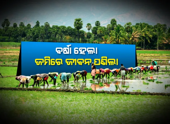 ଚାଷୀ ମୁହଁରେ ଫେରିଲା ହସ : ବର୍ଷା ପରେ ଧାନରୁଆ ଓ ବେଉସଣ କାମରେ ବ୍ୟସ୍ତ ଚାଷୀପୁଅ