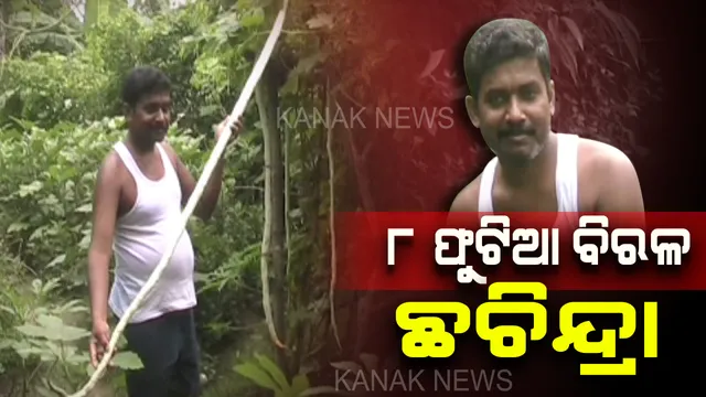 ପେସାରେ ଶିକ୍ଷକ ହେଲେ ନିଶା ଚାଷ କରିବା । ବାଡିରେ ୭ଫୁଟ ୪ ଇଂଚ ଲମ୍ବର ବିରଳ ଛଚିନ୍ଦ୍ରା ଫଳାଇ ଚର୍ଚ୍ଚାରେ ରାଜକନିକାର ରାଜେନ୍ଦ୍ର ସାର୍