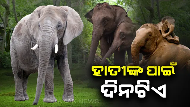 ଆଜି ବିଶ୍ୱ ହସ୍ତୀ ଦିବସ: ହାତୀଙ୍କ ପାଇଁ ଦିନଟିଏ...ବଢ଼ୁଛି ସଂଖ୍ୟା ତଥାପି ଅସୁରକ୍ଷିତ ଗଜରାଜ