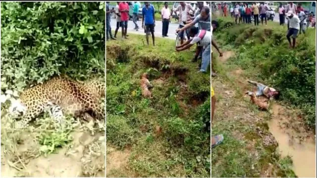 ଆହତ ବାଘ ପାଖକୁ ଯାଇ ଫଟୋ ଉଠାଉଥିଲେ ଯୁବକ ! ହଠାତ୍ ଉଠିଲା ବାଘ , ଆଉ ତା’ ପରେ...