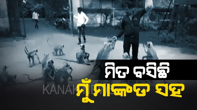 କେନ୍ଦ୍ରାପଡାର ନୂଆ କାହାଣୀ: ମଣିଷ ଡାକୁଛି, ମାଙ୍କଡ ଆସୁଛି...