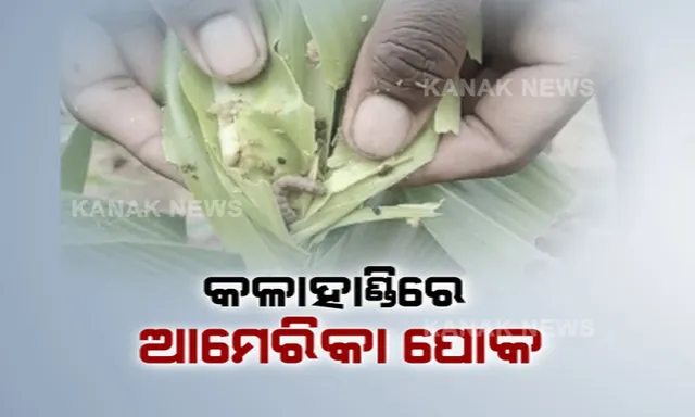 ମକା ଖାଉଛି ବିଦେଶୀ ପୋକ ! ସୁନ୍ଦରଗଡ଼ ପରେ ଏବେ ବିଦେଶୀ ପୋକ ପାଟିରେ ବଲାଙ୍ଗୀର ଓ କଳାହାଣ୍ଡି ମକା ଫସଲ ।