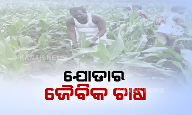 ପୁଣି ଚାଷ ଜମିକୁ ଫେରିଲେ ଖଣି ଅଞ୍ଚଳର ମଣିଷ : ଜୈବିକ ଖତ ପ୍ରୟୋଗ କରି ପାହାଡିଆ ଜମିରେ ଫଳାଇଲେ ପନିପରିବା