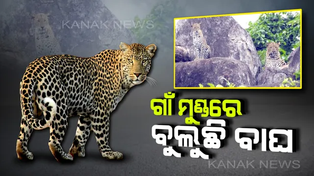 ନୂଆପଡାରେ ବାଘ ଆତଙ୍କ: କ୍ୟାମେରାରେ ୨ କଲରାପତରିଆ ବାଘ କଏଦ ହେବା ପରେ ସ୍ଥାନୀୟ ଅଂଚଳରେ ବନବିଭାଗର ପଇଁତରା