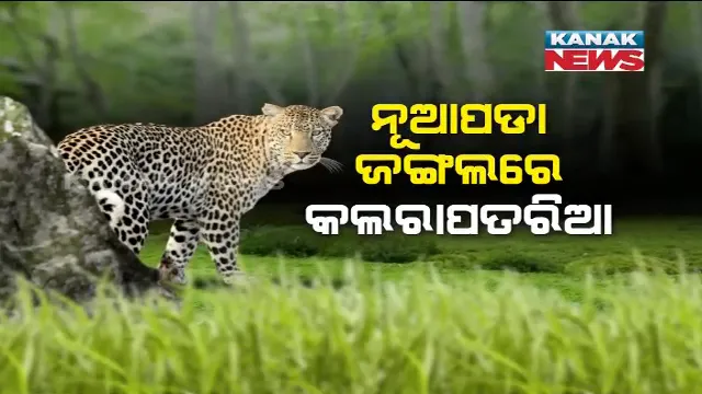 ନୂଆପଡାରେ ପୁଣି ବାଘ ଆତଙ୍କ ! ଚରୁଥିବା ଗାଇକୁ ବାଘ ମାରିଦେଇଥିବା ହେଲା ଅଭିଯୋଗ