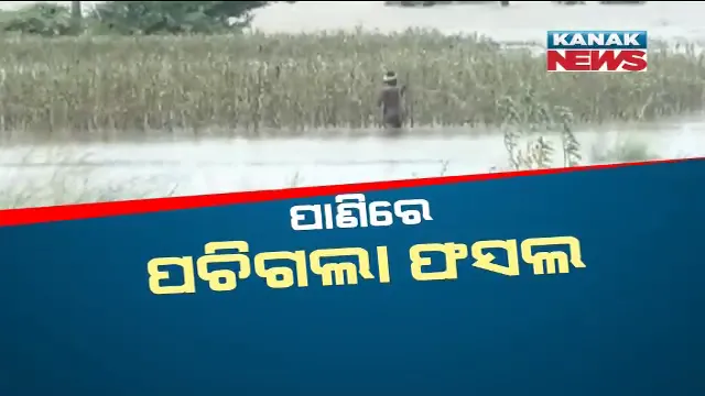 ବନ୍ୟା ଧୋଇଦେଲା ବର୍ଷକର ଖାଦ୍ୟ : ପାଣିରେ ରହି ପଚିଶଢ଼ି ଗଲା ଫସଲ, ଚାଷୀ ଆଖିରେ ଲୁହ