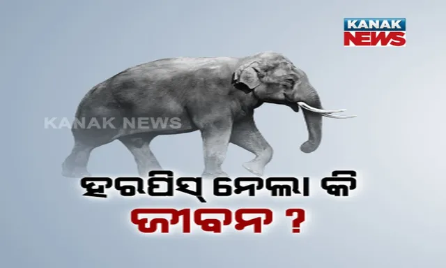 ବାଆଁରା କୂଅମଡ଼ା ଜଙ୍ଗଲରେ ୧୦ ବର୍ଷର ମାଈ ହାତୀ ମୃତ । ଦୀର୍ଘ ୫ ଦିନ ହେବ ଭୂତାଣୁ ସଂକ୍ରମଣରେ ଅସୁସ୍ଥ ଥିଲା ମାଈ ହାତୀ , ହର୍ପିସ୍ ସଂକ୍ରମଣରେ ମୃତ୍ୟୁ ହୋଇଥିବା ସନ୍ଦେହ